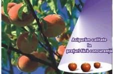 HORTICOLA INTERNATIONAL SRL