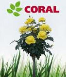 CORAL SRL
